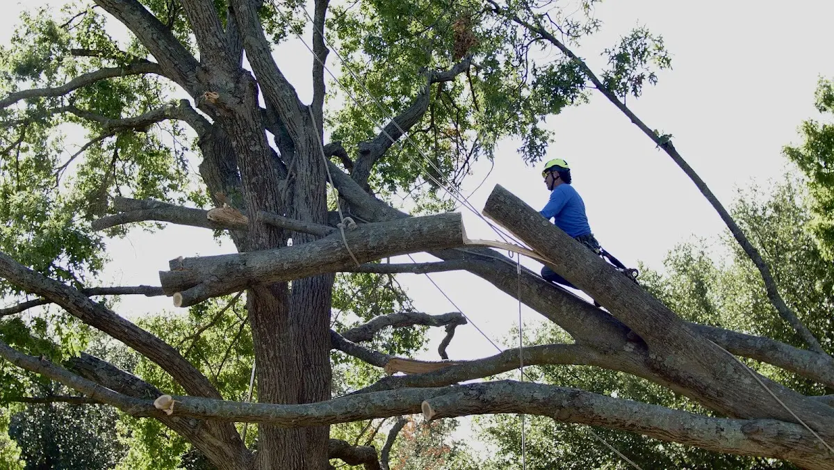 Professional Crown Thinning performed by certified arborists in Jenison