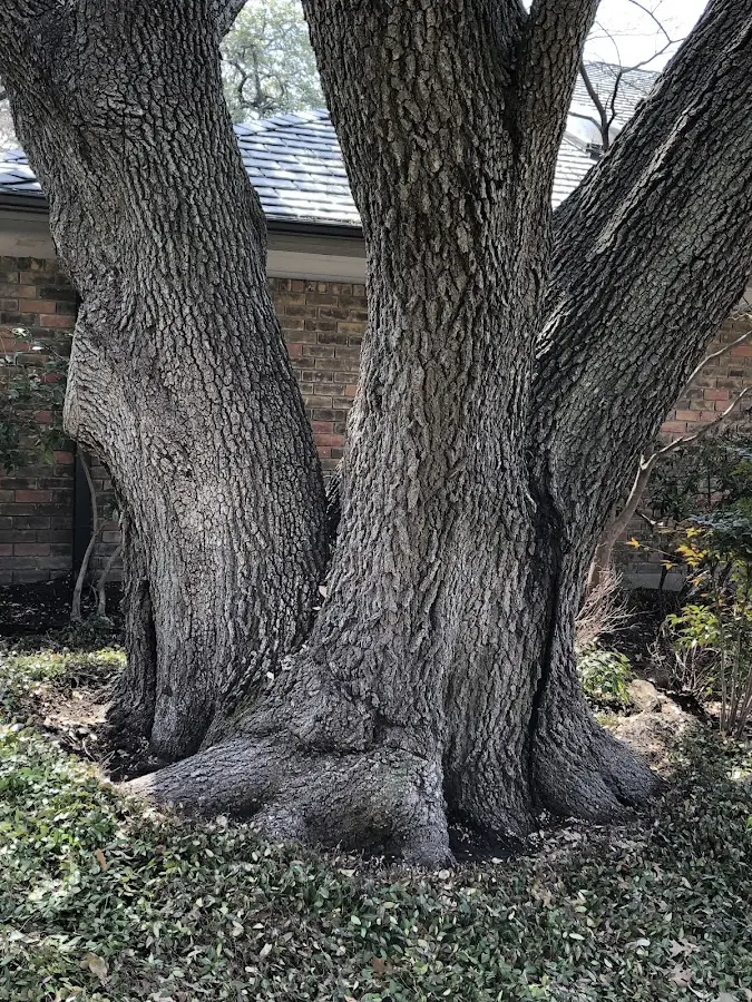 Mature heritage tree close to a Jenison property cared for by certified arborists